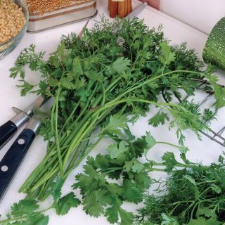 Cilantro Thumbnail